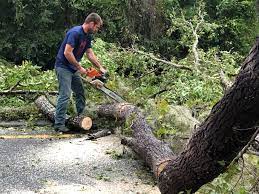 Best Arborist Consultation Services  in Palm Valley, TX