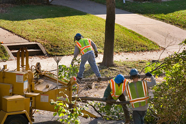 Reliable Palm Valley, TX  Tree Services Solutions